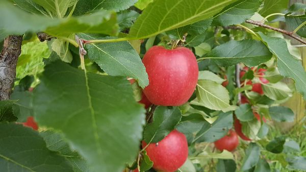 Genussvolle Reise durch malerische Weingärten