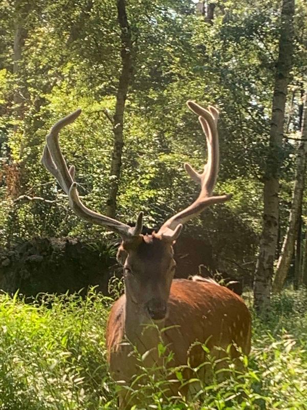 Beobachte heimische Wildtiere in freier Natur