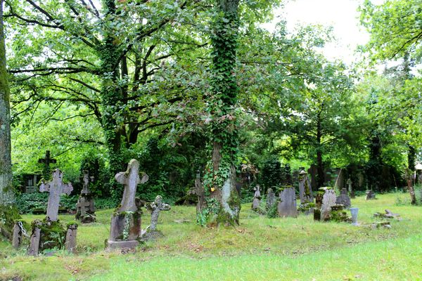 Natur übernimmt historischen Friedhof