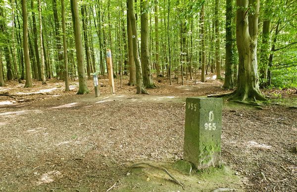 Magischer Wald voller Geheimnisse