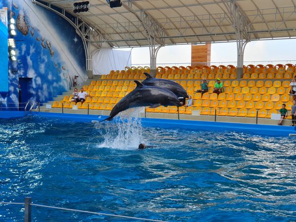 Faszinierende Delfinshows erleben