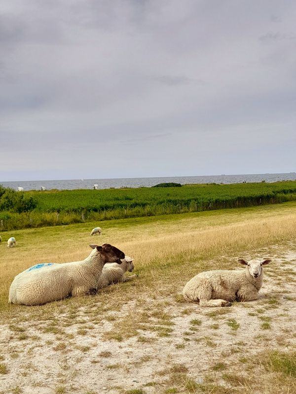 FKK und Hundeglück am Strand