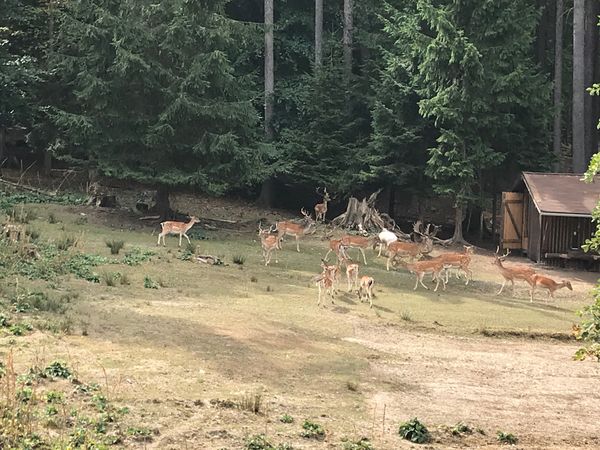 Wildtiere in ihrer natürlichen Umgebung