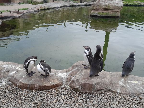 Vögel hautnah erleben