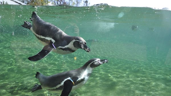 Tierisches Vergnügen für die Familie