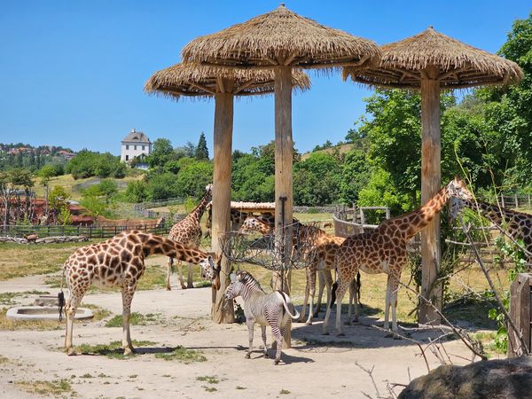 Tierische Abenteuer und seltene Spezies im Prager Zoo