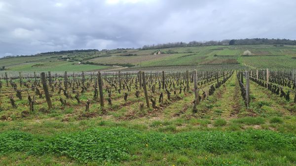 Genieße Burgunds Weinlandschaft