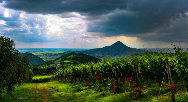 Weintour in malerischen Hügeln