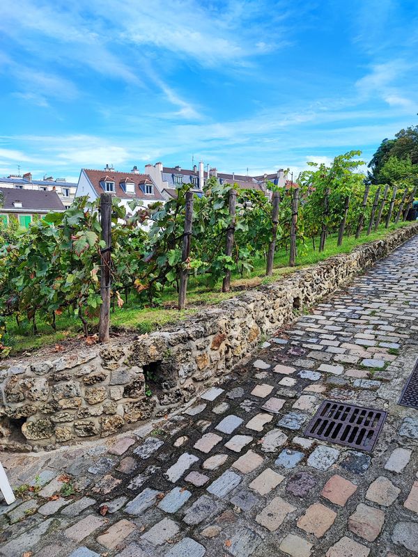 Weinberg mitten in Paris