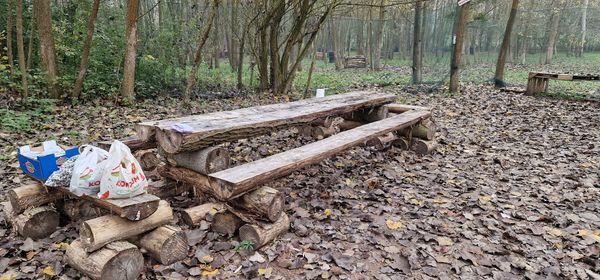 Actionreicher Spaß im Wald