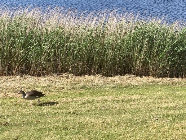 Seltene Vogelarten entdecken