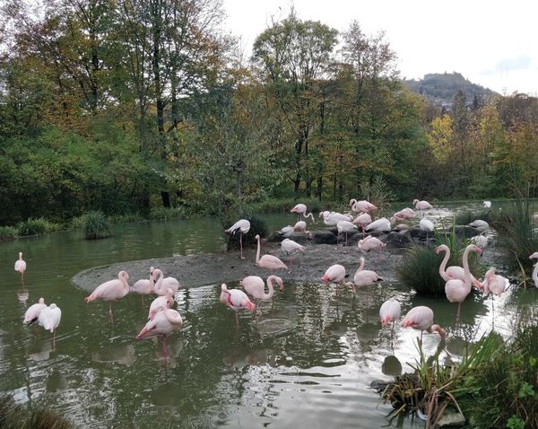 Wildtiere und Spielplatzspaß