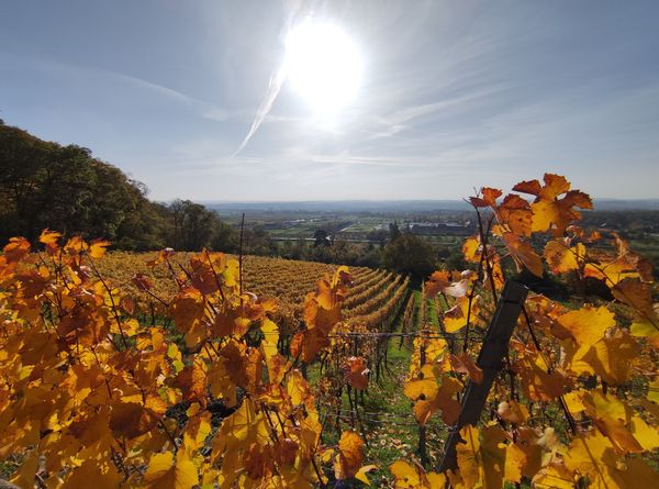 Zwischen Reben wandern