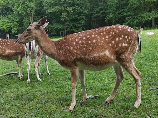 Naturerlebnis mit heimischen Wildtieren