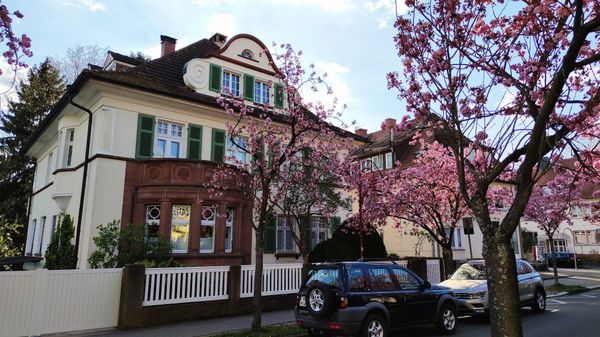 Märchenhafte Kirschblüte in Marburg