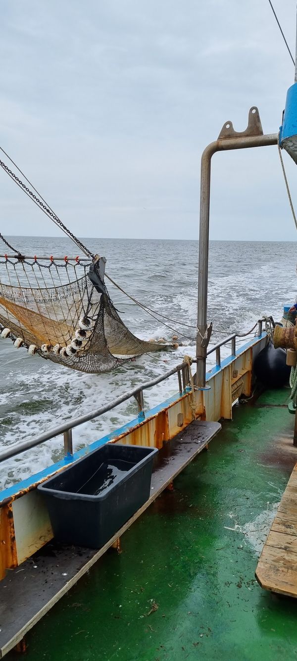 Fangfrischen Fisch direkt vom Kutter
