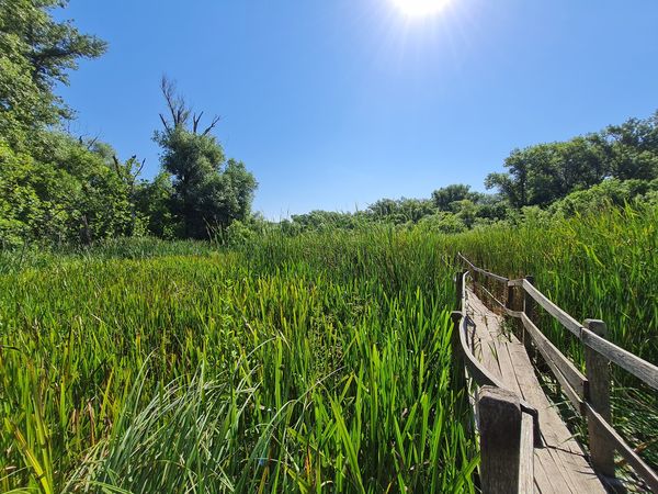 Natur pur am Tisza-Ufer