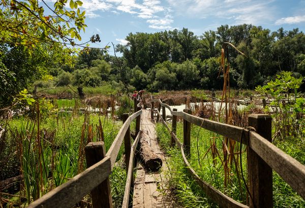 Natur pur am Tisza-Ufer