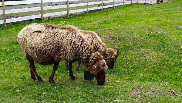 Tierisches Vergnügen für die ganze Familie