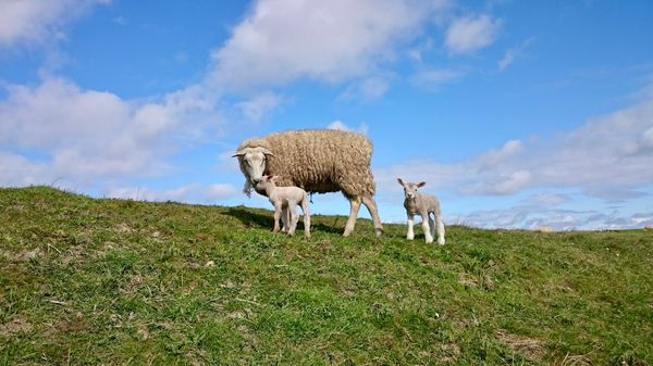Spannende Wattwanderung erleben