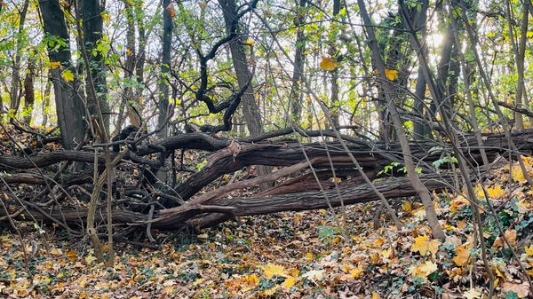 Städtische Winzerei entdecken