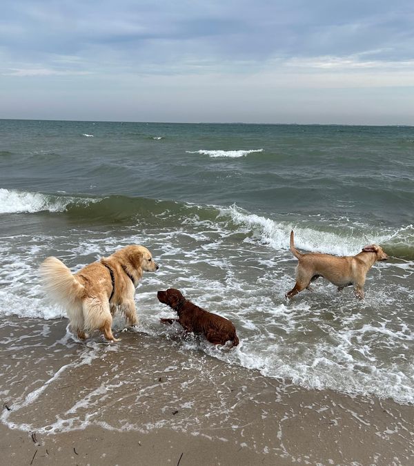 Spaß für Vierbeiner am Strand