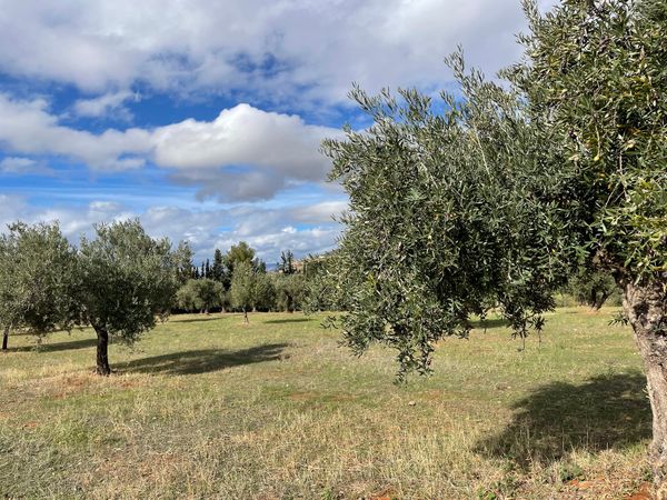 Olivengärten und majestätische Berge