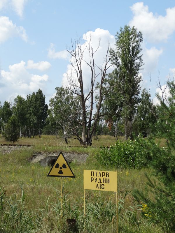 Natur trotzt der Katastrophe