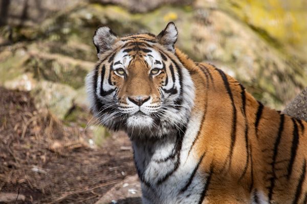 Tierische Abenteuer auf einer Insel