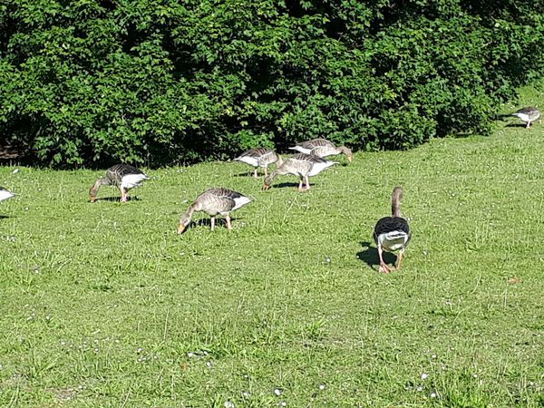 Entspannte Spaziergänge und Joggingrunden