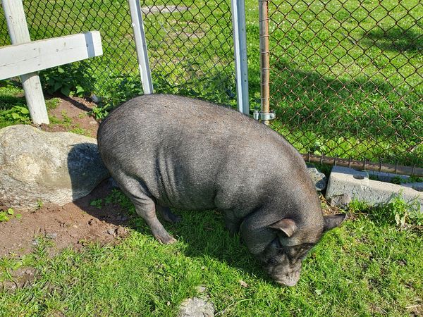 Tierisches Vergnügen für die ganze Familie