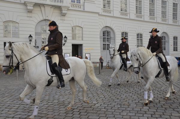 Eleganz auf vier Hufen: Das Ballett der Lipizzaner