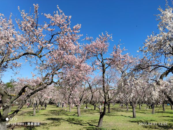 Blühende Mandelbäume als Frühlingsbote