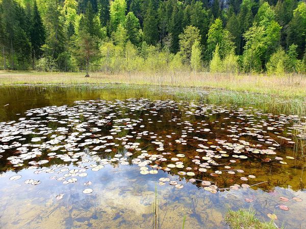 Idyllische Momente am malerischen Schwansee
