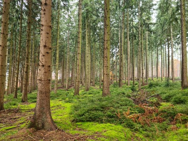 Magischer Wald voller Geheimnisse