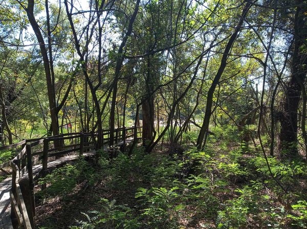 Natur pur am Tisza-Ufer