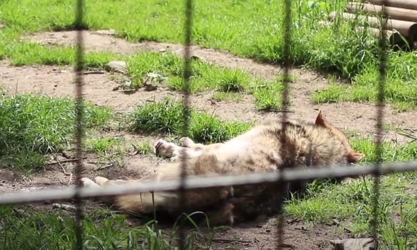 Wilde Tiere hautnah erleben