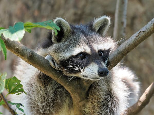 Wildtiere hautnah erleben – Ein Abenteuer für die ganze Familie