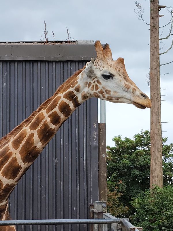 Tiere aus nächster Nähe in freier Wildbahn