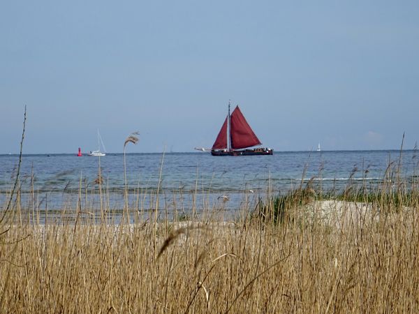 Natur pur in der Dünenlandschaft Laboe