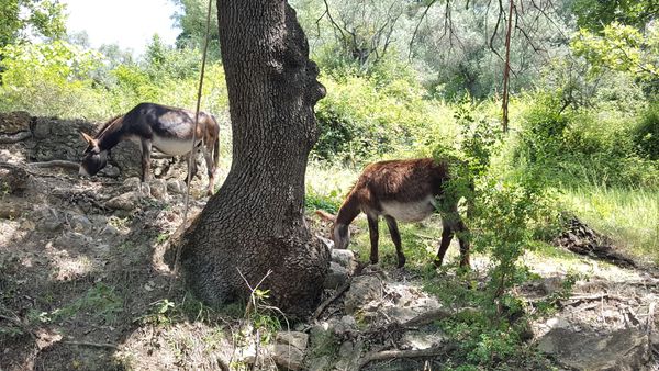 Historischer Spaziergang über Cannes