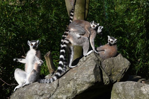 Tierische Begegnungen