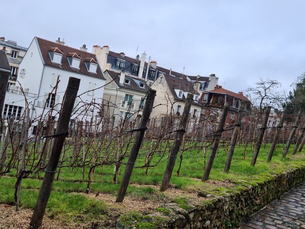 Weinberg mitten in Paris