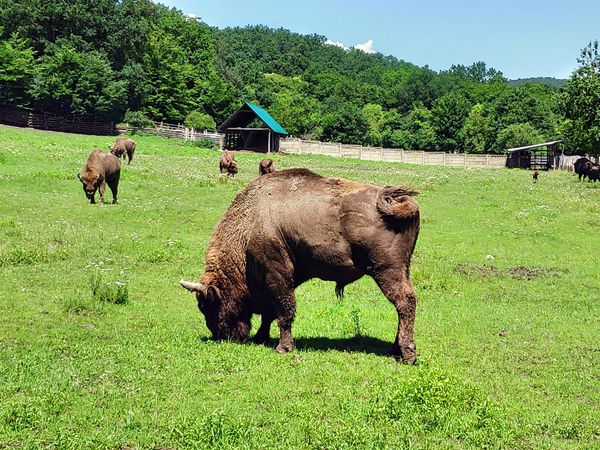 Wildtiere in der Rezervatia de Zimbri