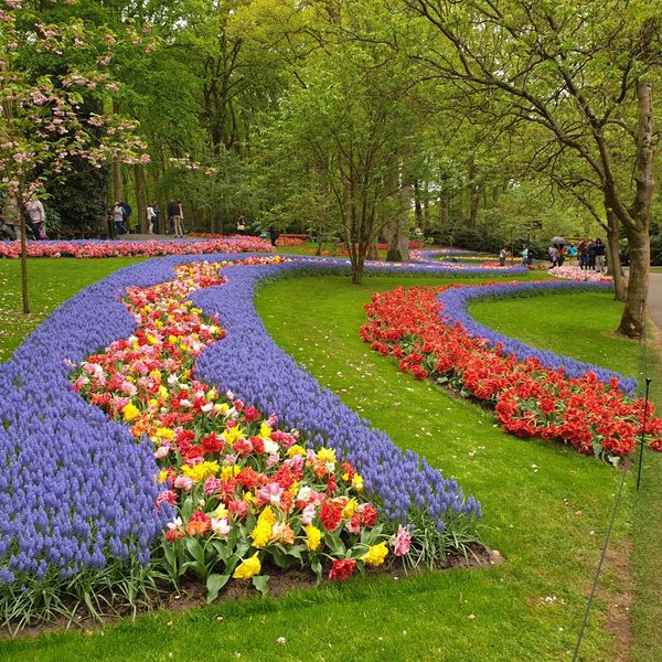 Farbenpracht im Tulpenmeer