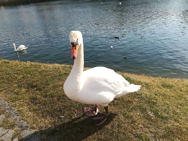 Verkostung bei der ältesten Weinrebe der Welt