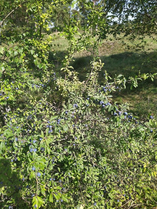 Atemberaubende Aussicht über Stolberg genießen