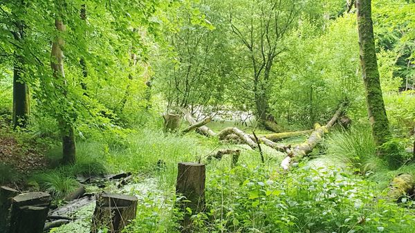 Wildpferde in ihrer natürlichen Umgebung