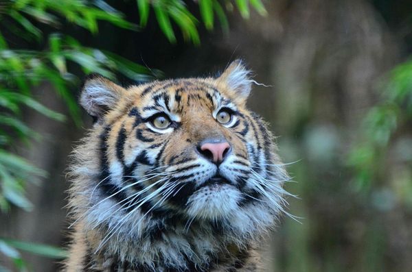 Tierische Abenteuer für die ganze Familie