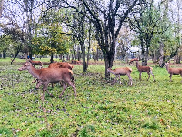 Begegnung mit Wildtieren in der Natur